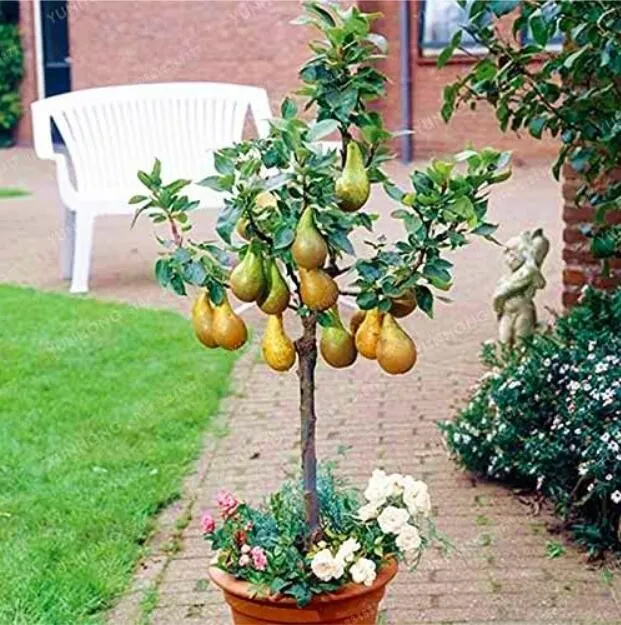 20 Mini Pear Tree Fruit Seeds for Garden - £9.27 GBP