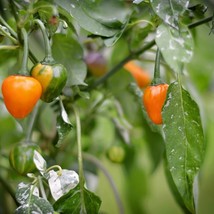 USA SELLER Golden Nugget Pepper Seeds Fast Shipping - £11.45 GBP