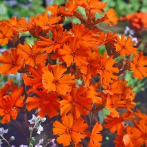 Lychnis Seeds Lychnis Arkwrightii Vesuvius Flower Seed 2000 Seeds Fresh Seeds Fa - $19.99