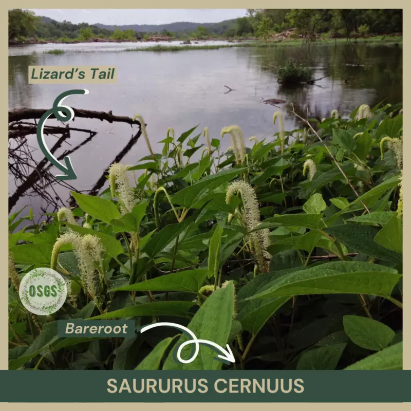 Bareroot Lizard’s Tail Saururus cernuus Plant | Medicinal Native - $19.36