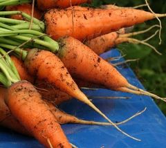 400 seeds Carrot - £4.29 GBP
