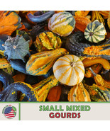 AD 20 Small Mixed Gourd Seeds Heirloom Non Gmo Home Garden - $13.26