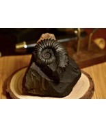 GORGEOUS FOSSIL!!! Kutatissites Colombia Ammonite Display Peice (55mm) - $274.44 CAD