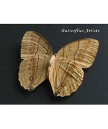 Large Jungle Queen Stichophthalma Neumogeni Butterfly Framed Entomology ... - $1,039.09 MXN