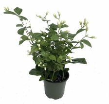 4&quot; Pot Arabian Jasmine Plant Tea Maid of Orleans Live Plant Indoor or Ou... - £47.91 GBP
