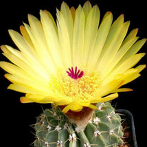Notocactus buiningii parodia rare cactus cacti 20 SEEDS - £7.18 GBP