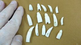 (G370-5e) 15 GATOR Alligator Aligator T**th Dentition make jewelry mixed... - $216.26 MXN