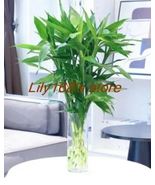 JR_011224 Lucky Bamboo Seeds Variety Complete Dracaena Plant The Budding  - $10.90