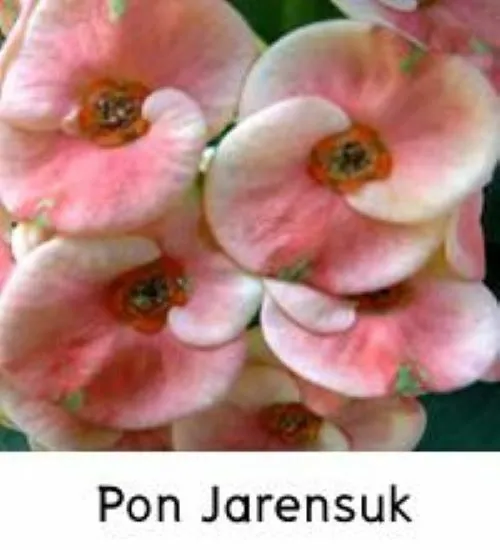 Pon Jaren Suk Crown Of Thorns Euphorbia Milii Christ Plant Starter Plant... - £26.66 GBP
