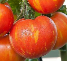 Colorful &#39;Peach&#39; Tomato F1, 400 Seeds - $16.29