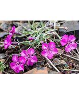 200 Dianthus Repens Carnation Seeds - $157.68 MXN