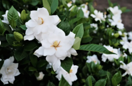 Gardenia / Cape Jasmine Fragrant White Shrub Flower 50 Seeds - $10.99