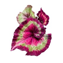 Harmony&#39;s Cupid Begonia Rex 4 inch Thick Swirl Prominent Green Pink Bands Spiral - £14.78 GBP