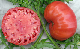 Grow In US Tomato Mortgage Lifter 200 Seeds Non-Gmo Heirloom Open Pollinated - £11.16 GBP