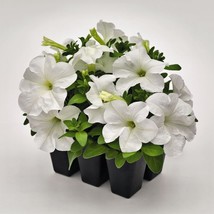 Petunia Success Hd White 50 Pelleted Petunia Seeds Fresh Garden - $15.53