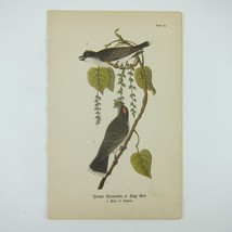 Bird Litho Print Tyrant Flycatcher King Bird aft John James Audubon Antique 1890 - £16.07 GBP