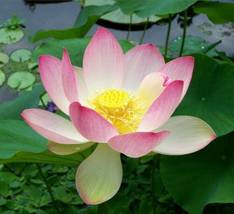 5 Yellow Pink Water Lily Flowers Seeds #STL17 - £14.37 GBP