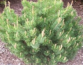 USA Seller 25 Mugo Pine Dwarf Pinus Pumilio Shrub Seeds Fresh Seeds - £11.19 GBP