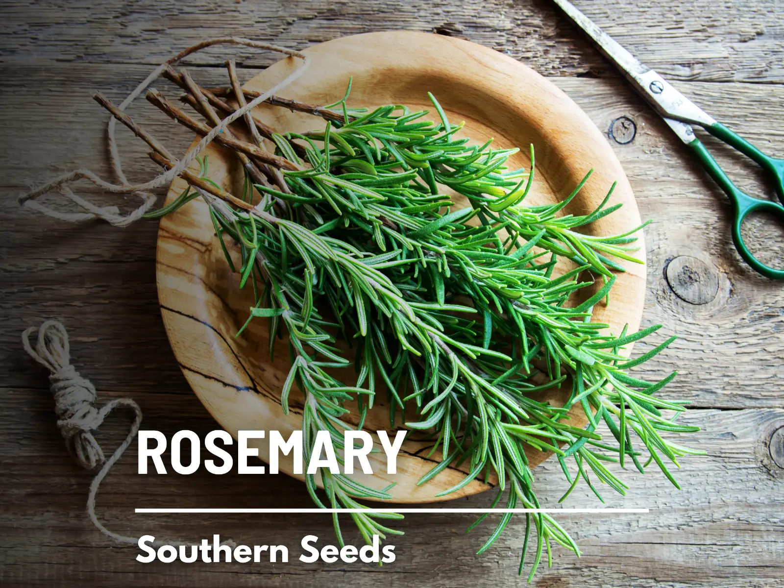 50 of Rosemary Seeds - Medicinal &amp; Culinary Herb - GMO - $7.88