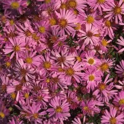 Sun Aster Woods Pink Compact Short Native Flower 2.5 Inch Pot  - £20.56 GBP