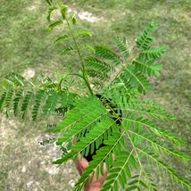 Live Royal Poinciana delonix regia exotic tree 12”-24” - $59.98