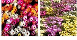 6000 Seeds Daisy Ice Plant Livingstone Mix Dwarf 5&quot; Groundcover Drought Tolerant - £21.57 GBP