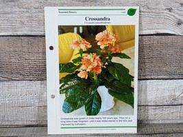 Crossandra Card #19 Success W/House Plants 1985 Single Replacement Fold ... - £2.62 GBP