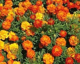 200 Sparky Mix Marigold Seeds Organic Fresh Gardening USA Seller - $6.04