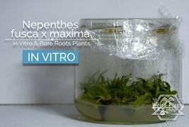 Nepenthes fusca x maxima in vitro (Tissue Culture) Carnivorous plant tropical pi - £16.86 GBP