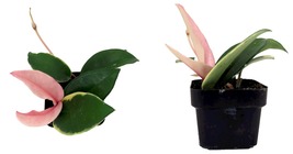 3&quot; Pot - Krimson Queen Wax Plant - Hoya - Houseplant - £29.22 GBP