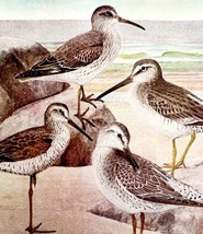 Sandpipers And Other Shorebirds #2 1936 Bird Lithograph Color Plate Prin... - $24.99