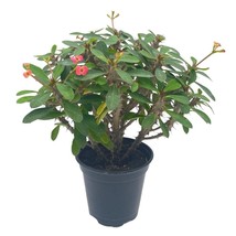 Crown of Thorns, Euphorbia milii, Madagascar Christ Thorn in a 4 inch Pot, Very  - £29.65 GBP