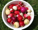 Sale 500 Seeds Mixed Colors Easter Egg Radish Raphanus Sativus Vegetable... - $9.90