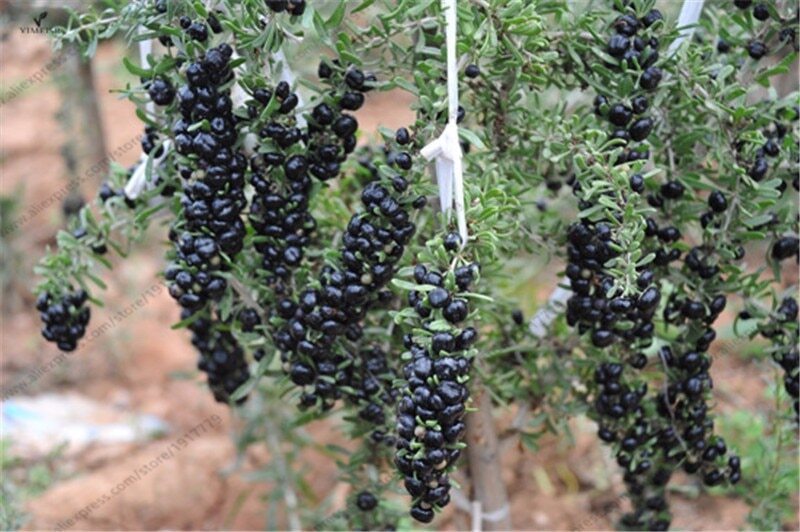 Lycium Ruthenicum Black Goji Berry Shrub 5 seeds Fresh Gardening - $17.96