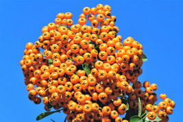 100 Seaberry Sea Buckthorn Elaeagnus Hippophae Rhamnoides Berry Fruit Seeds New  - £12.07 GBP