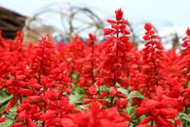 50 Seeds RED SALVIA Splendens St. John&#39;s Fire Scarlet Sage Flower  - £7.71 GBP