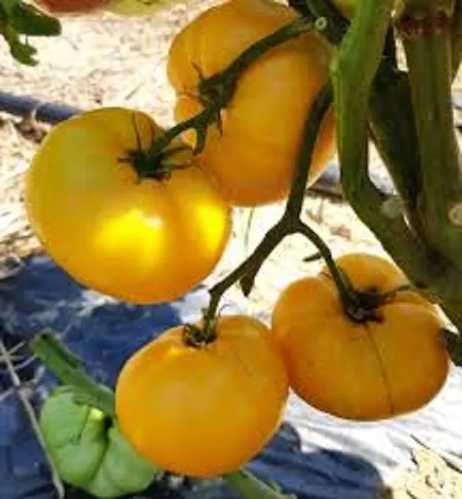 50 Seeds Sean&#39;S Yellow Tomato Vegetable Garden - $9.75