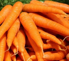 TENDERSWEET CARROT 1000 SEEDS  VEGETABLES Seeds For Garden - £4.08 GBP