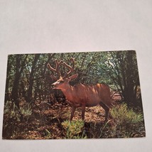 Postcard Grand Canyon National Park Arizona Native Mule Deer Chrome Posted - £5.53 GBP