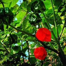 Rare Trinidad Douglah Pepper Seeds (5) - Grow Your Own World&#39;s Hottest Chilies,  - £5.50 GBP