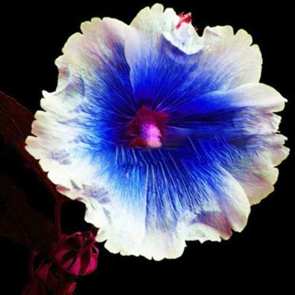 40 SEEDS Hollyhock Flowers Dark Blue White Single Petals Big Flowers Althaea ros