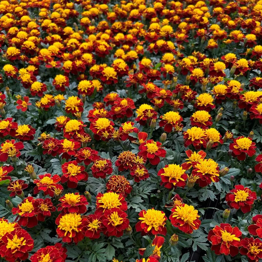 Janie Spry Marigold 25 Seeds for Garden Planting USA - £7.65 GBP