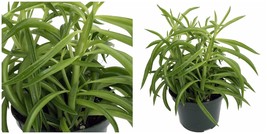 Nevada Happy Green Bean Peperomia - 4&quot; Pot - Easy to Grow House Plant - £30.46 GBP