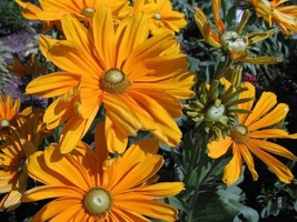 KKG Rudbeckia Irish Ideal For Cutting Good Vase Life Fresh Garden - $8.89