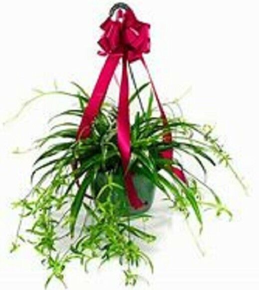 2 Live Miscellaneous Live Hanging Plants / FREE SHIPPING - $19.79
