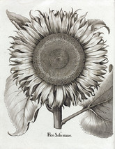 20x30&quot; CANVAS Decor.Room art print.Illustration Sunflower flower.5992 - £50.61 GBP