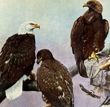 Bald Eagle Golden Eagle 1955 Plate Print Birds Of America Nature Art DWEE33 - £31.45 GBP