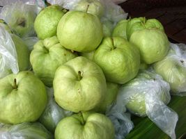 FROM US Live Tropical Fruit Tree 8”-16” Psidium guajava (Thai GUAVA) TP15 - $74.98