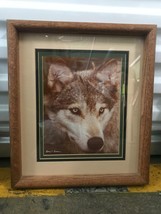 Gerry J. Lamarre Signed Wildlife Photo of Wolf or Huskey Framed - £39.56 GBP