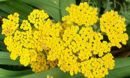 Shipped From Us 500 Yellow Gold Golden Yarrow Achillea Flower Seeds, LC03 - £11.94 GBP